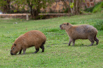 Capybara (Hydrochoerus hydrochaeris) grazing on grass isolated and in selective focus. Brazilian capybaras