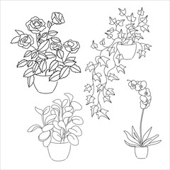 vector illustration linear sketch set house plants line and contour drawing