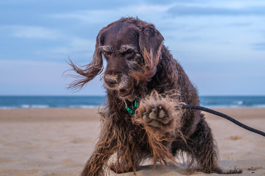 dog on the beach