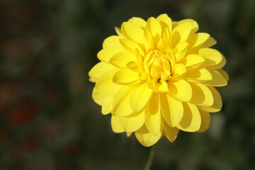 Fresh yellow Dahlia flower head on  green defocused background. Dahlia petals closeup. Big autumn flowers. Floral abstract background. Close up of yellow flower Chrysanthemum