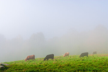 Fototapeta na wymiar Scotch Highland cattle in a Vermont field.