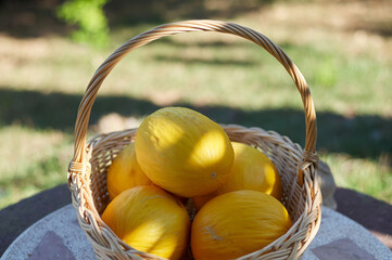 yellow little melons in a basket