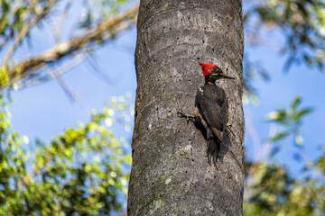 Woodpecker