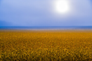 Sunrise over cornfield