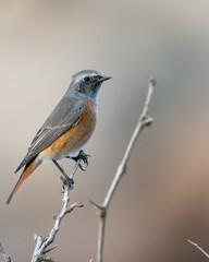 Common RedStart Phoenicurus Phoenicurus perching on a dead branch