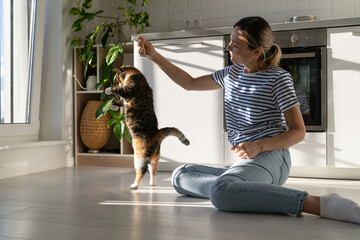 Young woman owner playing with fluffy cute cat at home in hot summer day, sitting on floor with sunlight. Training kitten trick of standing up on hind paws. Pet lovers and domestic life concept.