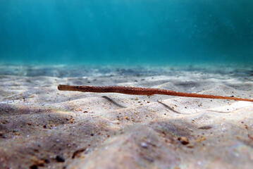 Underwater image in to the Mediterranean sea of Broadnosed pipefish - (Syngnathus typhle)