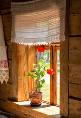 Geranium flowers in ceramic pot on the window of old rural wooden house