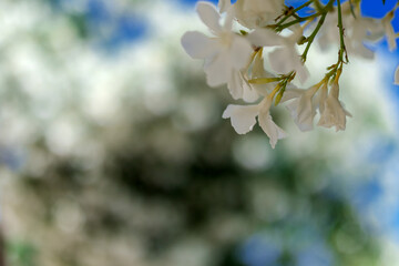 White flowers on the tree with bokeh natural background 