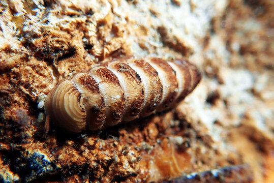 Common sea Chiton snail - (Chiton olivaceus)