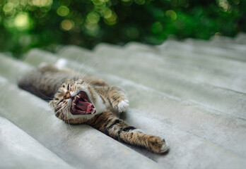 a grey tabby cat lies stretched and yawns on the roof