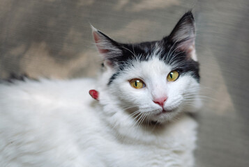 Beautiful black and white domestic cat portrait