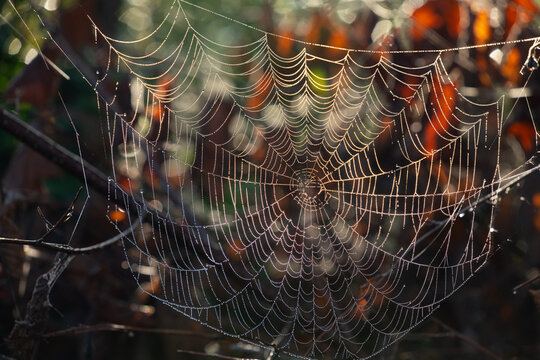 A large spider web hangs between branches in autumn. You can see yellow leaves in the background. The net is covered with water droplets.