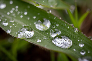 Gotas