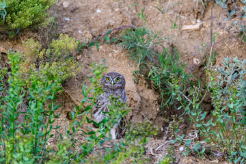 Obraz premium Bird Little owl in natural habitat Athene noctua