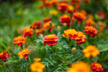 Flor de tagetes, fundo verde, flores laranjas