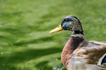 Close-up of a Mallard or Wild Duck Anas platyrhynchos