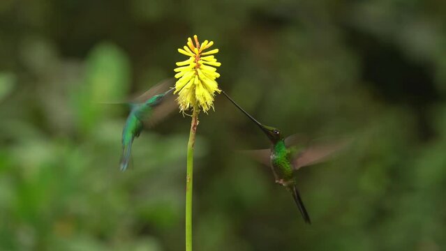 Sword-billed hummingbird - Ensifera ensifera also swordbill, Andean regions of South America, genus Ensifera, unusually long bill to drink nectar from flowers with long corollas. Yellow blossom.