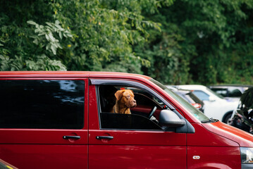 The dog stuck its head out of the car window