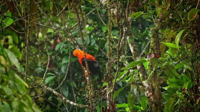 Andean cock-of-the-rock (Rupicola peruvianus), also tunki (Quechua), large passerine bird of the cotinga family native to Andean cloud forests in South America, national bird of Peru, sitting on tree.