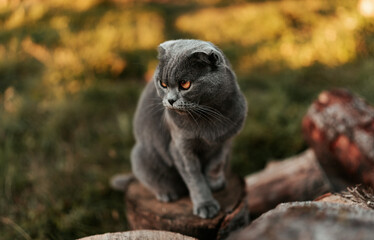 Obraz premium black and white Scottish lop-eared cat