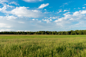 wheat field and blue sky