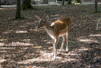 In Marselisborg Deer Park,The European fallow deer (Dama dama), also known as the common fallow deer or simply fallow deer,Aarhus,Denmark,Europe
