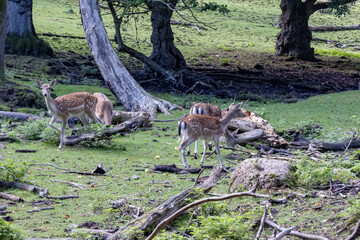 In Marselisborg Deer Park,The European fallow deer (Dama dama), also known as the common fallow...