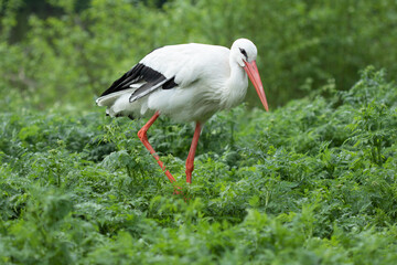 the white stork walks on the meadow