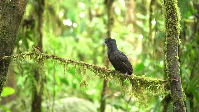 Long-wattled Umbrellabird - Cephalopterus penduliger, Cotingidae, Spanish names include pajaro bolson, pajaro toro, dungali and vaca del monte, rare black bird, resides in humid to wet forest, female.