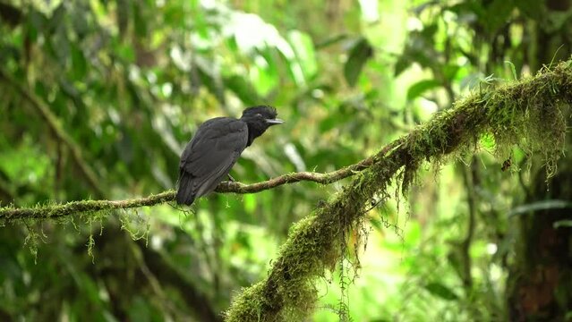 Long-wattled Umbrellabird - Cephalopterus penduliger, Cotingidae, Spanish names include pajaro bolson, pajaro toro, dungali and vaca del monte, rare black bird, resides in humid to wet forest, female.