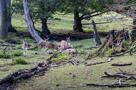 In Marselisborg Deer Park,Fallow deer, actually European fallow deer, is a species in the deer family