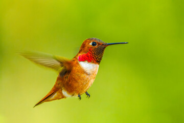 Fototapeta na wymiar Rufous Hummingbird (Selasphorus rufus)