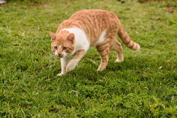 cat on the grass