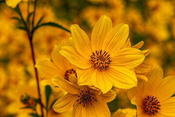 yellow flower in the garden