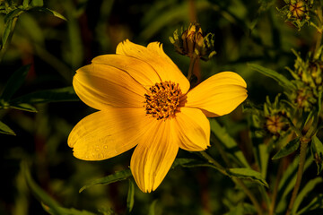 yellow flower