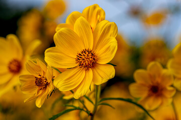 yellow flower