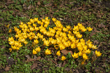 Obraz premium Forest glade with group of flowering yellow primroses
