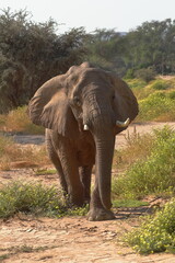 Fototapeta premium The Mom