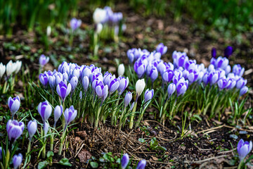 Picturesque group of tender blue crocuses in forest glade