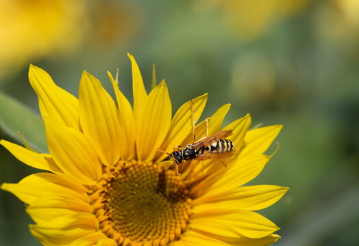 Close-up of a small wasp sitting on a yellow flower