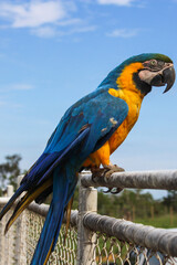 Blue and yellow Brazilian parrot