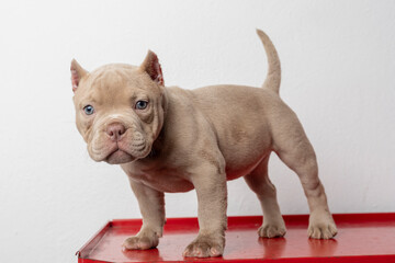 an american bully puppy dog, looking at the camera with white background