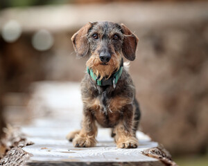 Rauhaar Dackel Hund vor Holz