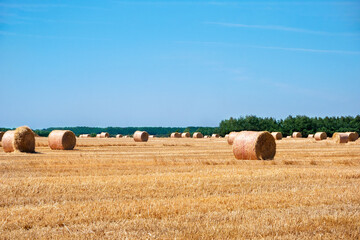 A field of ripe wheat with haystacks against a blue sky on a sunny day. Growing grain crops in the fields of an eco-farm