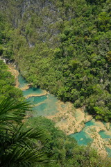Fototapeta na wymiar Dschungel von Guatemala