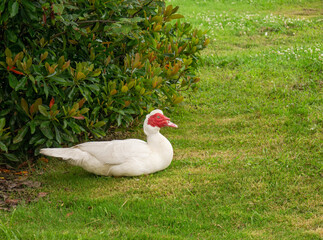 White musk duck sitting in a meadow. A domestic Muscovy Duck with red and pink corals on a farm spring day