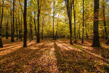 Bright sunny October day in a beautiful autumn forest