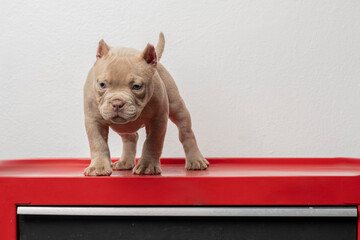 An american bully puppy, standing on a red base and white background with copy space