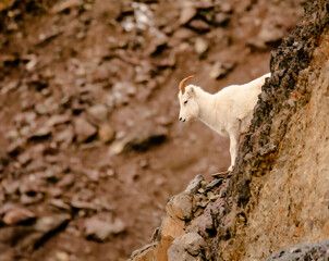 Dall Sheep Staring Down the Hill  - 534072369